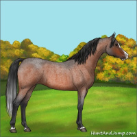 Horse Color:Bay Roan Splash 