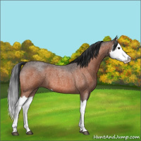 Horse Color:Bay Roan Splash