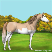 Horse Color:Gold Champagne Roan Splash 