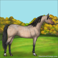 Horse Color:Bay Roan Dun