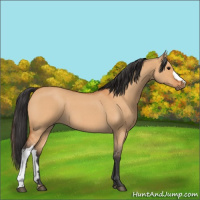 Horse Color:Bay Roan Dun 