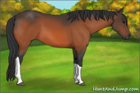 Horse Color:Bay Tobiano