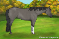 Horse Color:Grullo Roan Tobiano 