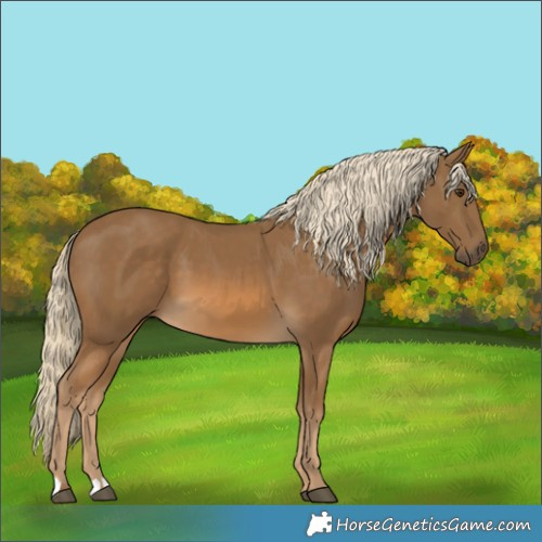 Horse Color:Chocolate Palomino 