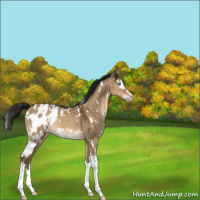 Horse Color:Gray White Spotted Sable Champagne Dun Splash Appaloosa 