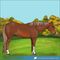 Horse Color:Chestnut Tobiano 