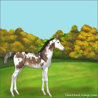 Horse Color:Gray White Spotted Liver Red Dun Splash 