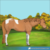 Horse Color:Chestnut Tobiano 