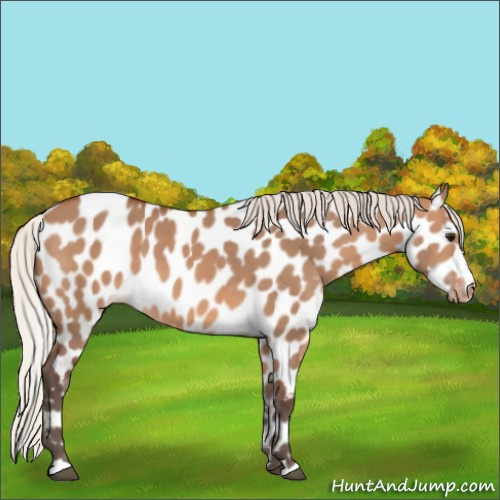 Horse Color:Silver Brown Dun Appaloosa 