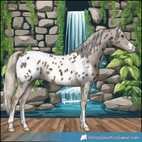 Horse Color:Chocolate Palomino Near Leopard 