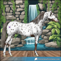 Horse Color:Liver Chestnut Near Leopard 