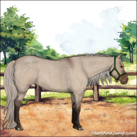 Horse Color:Liver Red Dun Roan Appaloosa Rabicano