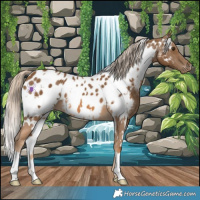Horse Color:White Spotted Chocolate Palomino Near Leopard