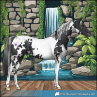 Horse Color:White Spotted Black Tobiano Appaloosa 