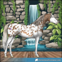 Horse Color:Chocolate Palomino Splash Appaloosa