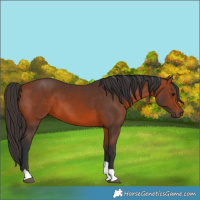Horse Color:Bay Tobiano 