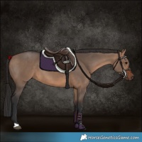 Horse Color:Brown Dun