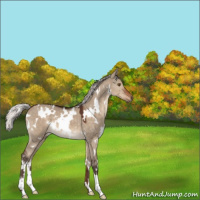 Horse Color:White Spotted Silver Brown Dun 