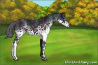 Horse Color:Nacre White Spotted Black Ice Sabino Rabicano