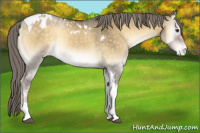Horse Color:Chocolate Palomino Onyx Mushroom Tobiano Appaloosa 
