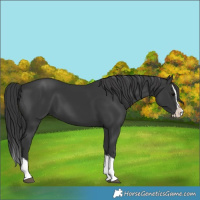 Horse Color:Black Splash 