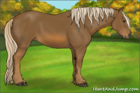 Horse Color:Chocolate Palomino 