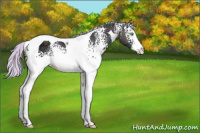 Horse Color:Watercolor White Spotted Midnight Silver Amber Champagne Ice Dun Splash Tobiano 