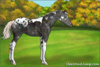 Horse Color:Watercolor Midnight Silver Amber Champagne Ice Dun Tobiano Appaloosa Rabicano 