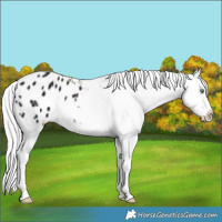 Horse Color:Watercolor Midnight Silver Amber Champagne Ice Dun Tobiano Blanket Rabicano
