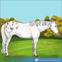 Horse Color:Watercolor Midnight Silver Bay Ice Sabino Splash Appaloosa 
