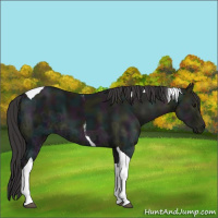 Horse Color:Midnight Smoky Black Ice Tobiano 