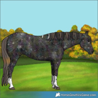 Horse Color:Plaid  Midnight Smoky Black Ice Tobiano 