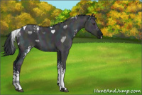 Horse Color:White Spotted Midnight Grullo Chinchilla Ice Tobiano 