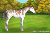 Horse Color:Chocolate Bay Splash 