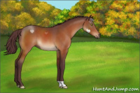 Horse Color:Chocolate Bay 