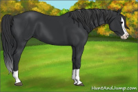 Horse Color:Black Splash