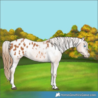 Horse Color:Chestnut Splash Appaloosa
