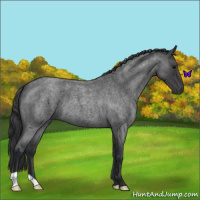 Horse Color:Blue Roan 