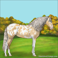 Horse Color:Gray Silver Amber Cream Champagne Roan Dun Splash Tobiano Frame Appaloosa Rabicano 