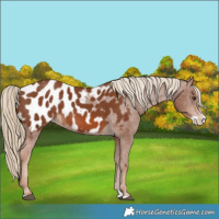 Horse Color:Chestnut Splash Near Leopard 