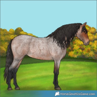 Horse Color:Bay Roan 