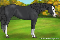 Horse Color:Black Splash