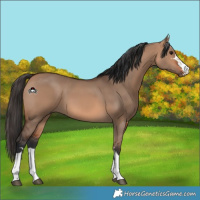 Horse Color:Bay Dun 