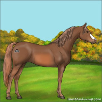 Horse Color:Chestnut 