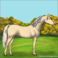Horse Color:Palomino Dun 