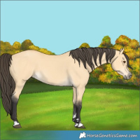 Horse Color:Buckskin Dun 