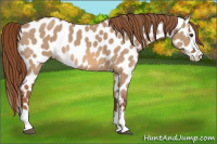 Horse Color:Red Dun Splash Near Leopard 