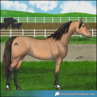 Horse Color:Bay Dun Rabicano 