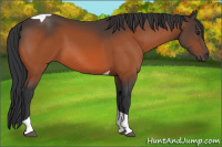 Horse Color:Brown Tobiano 