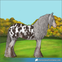 Horse Color:Liver Chestnut Near Leopard 
